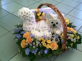Кошечка